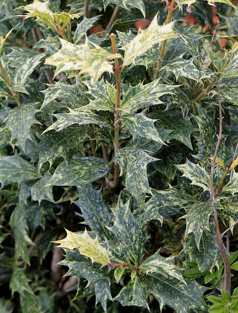 Osmanthus heterophyllus