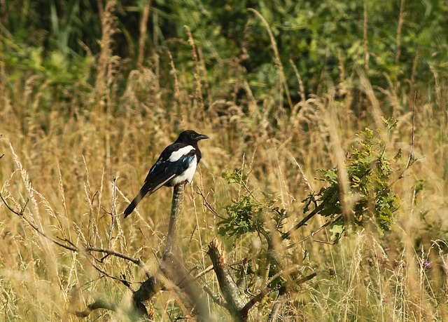 Magpie Perched