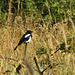 Magpie Perched