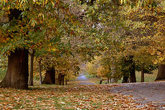 Greenwich Park in November