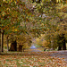 Greenwich Park in November