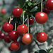 Summer Garden - Morello cherry pie ahead - birds have already eaten all the table cherries...