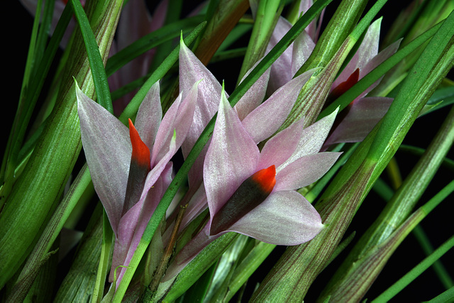 Dendrobium violaceum