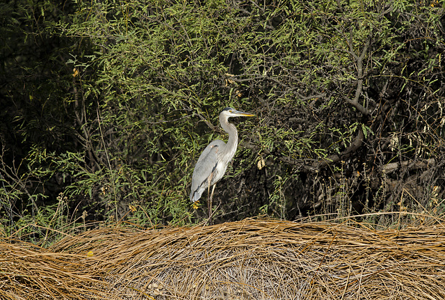 Great Blue Heron