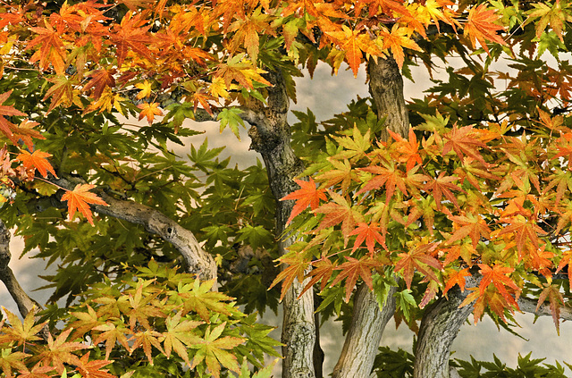 Bonsai Japanese Maple – National Arboretum, Washington D.C.