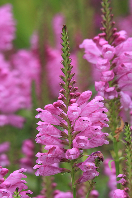 Obedient Plant