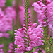 Obedient Plant