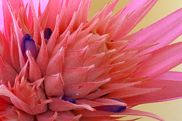 Aechmea fasciata