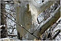 Ecdysis à la Sycamore