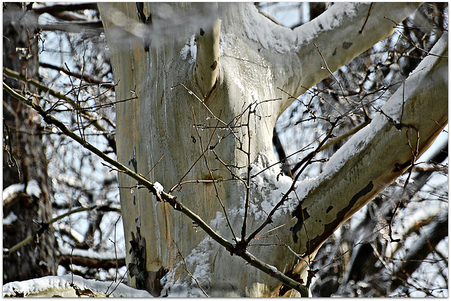 Ecdysis à la Sycamore