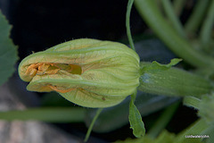 Summer Garden - courgettes ripening