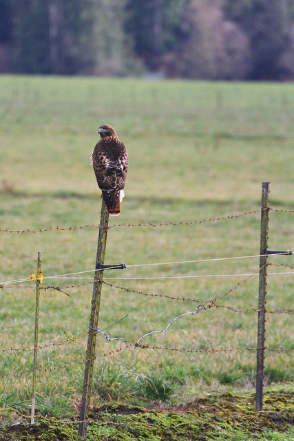 Red-tailed Hawk