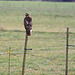 Red-tailed Hawk