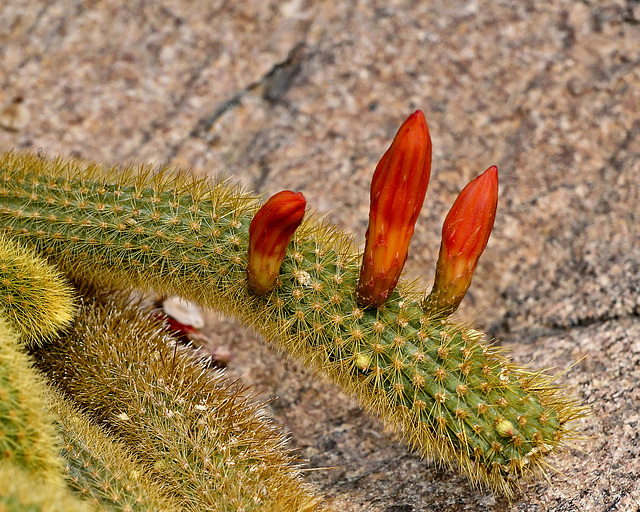 Golden Rat Tail Cactus – United States Botanic Garden, Washington, D.C.