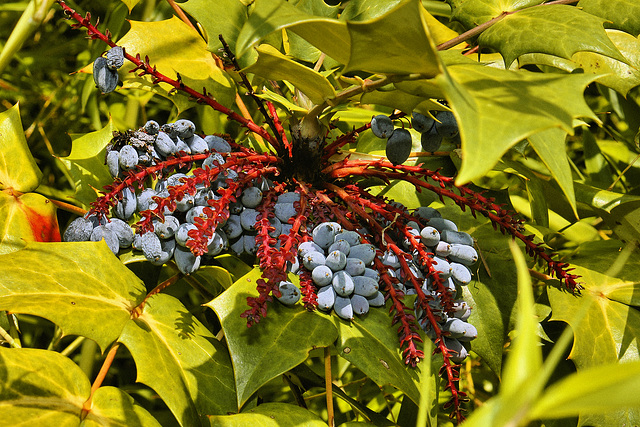 Leatherleaf Mahonia – National Arboretum, Washington DC