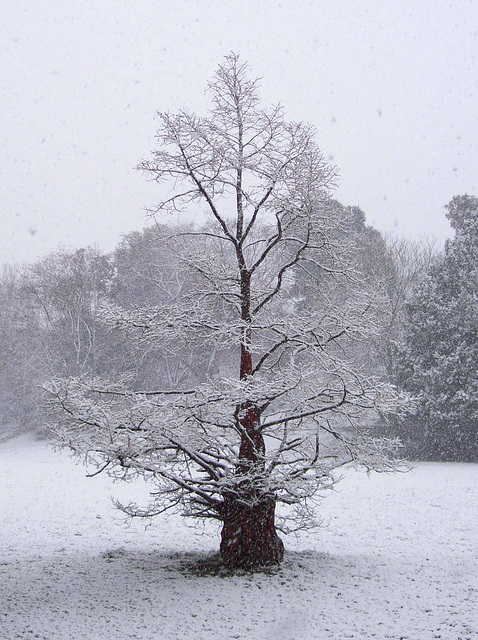 The Tree The Tree