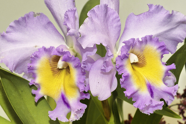 Mount Hood Orchid – National Arboretum, Washington D.C.