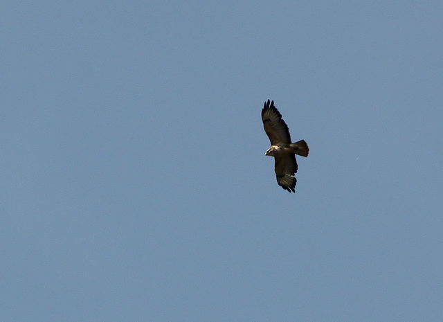 Buzzard Over Combe Haven