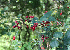 Früchte der Brombeere