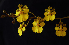 Trichocentrum cebolleta