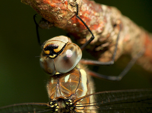 Migrant Hawker Face