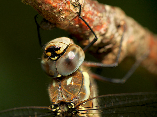 Migrant Hawker Face