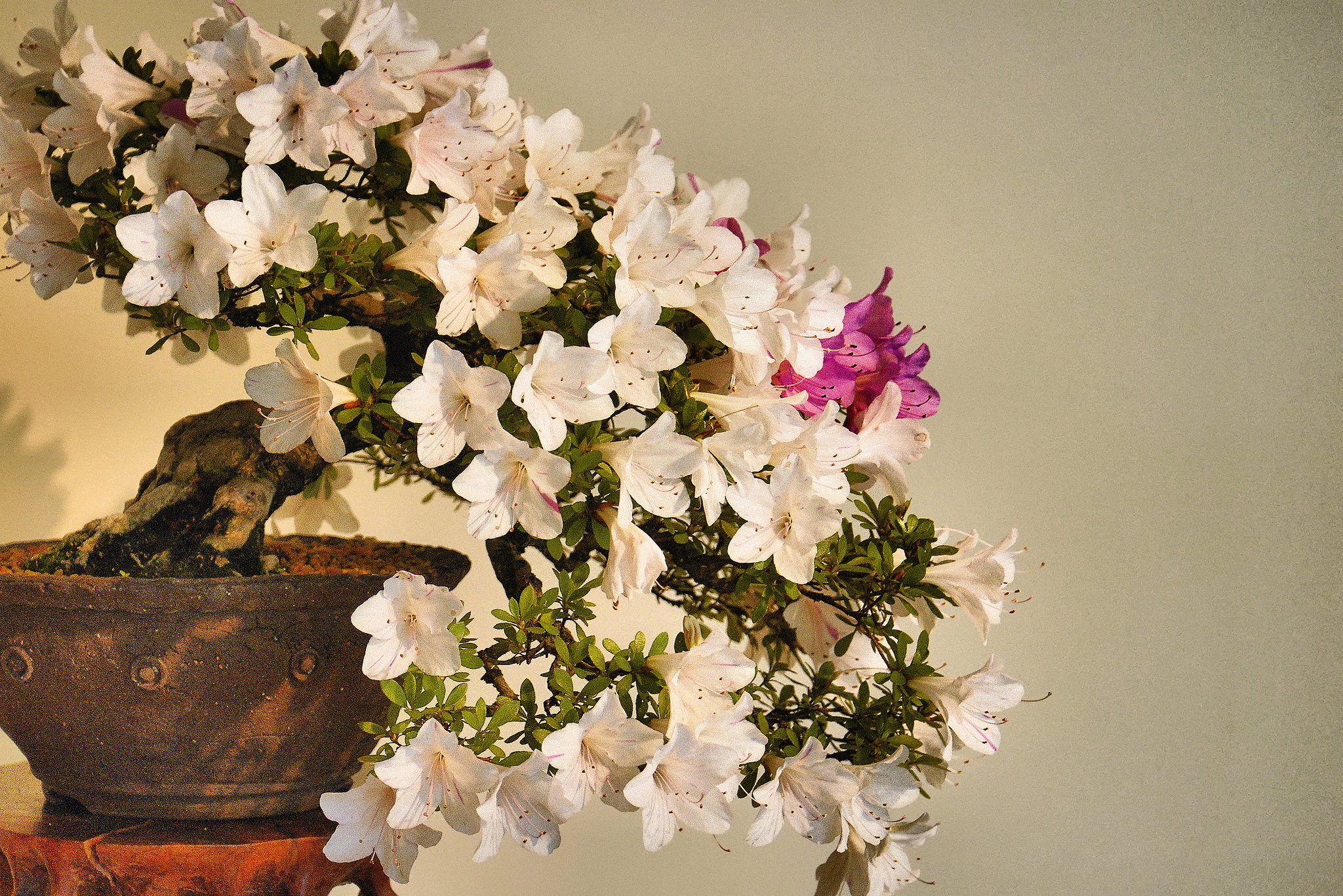 'Kinsei' Bonzai Azaleas – National Arboretum, Washington DC