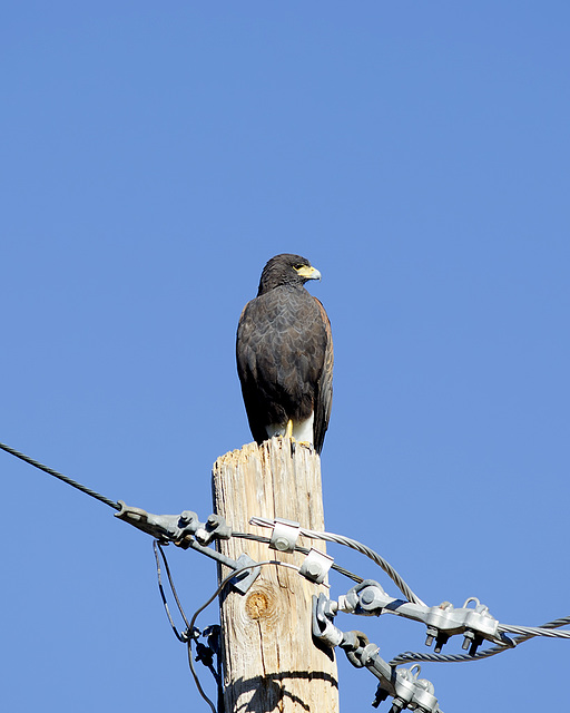 Harris' Hawk