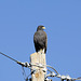 Harris' Hawk