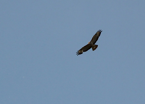 Buzzard Over Combe Haven