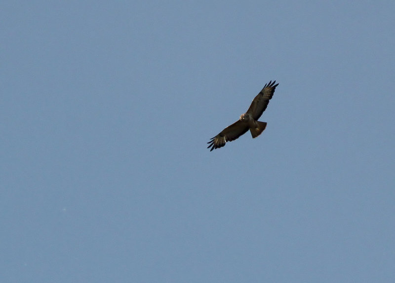 Buzzard Over Combe Haven