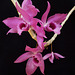 Dendrobium Linda Leong