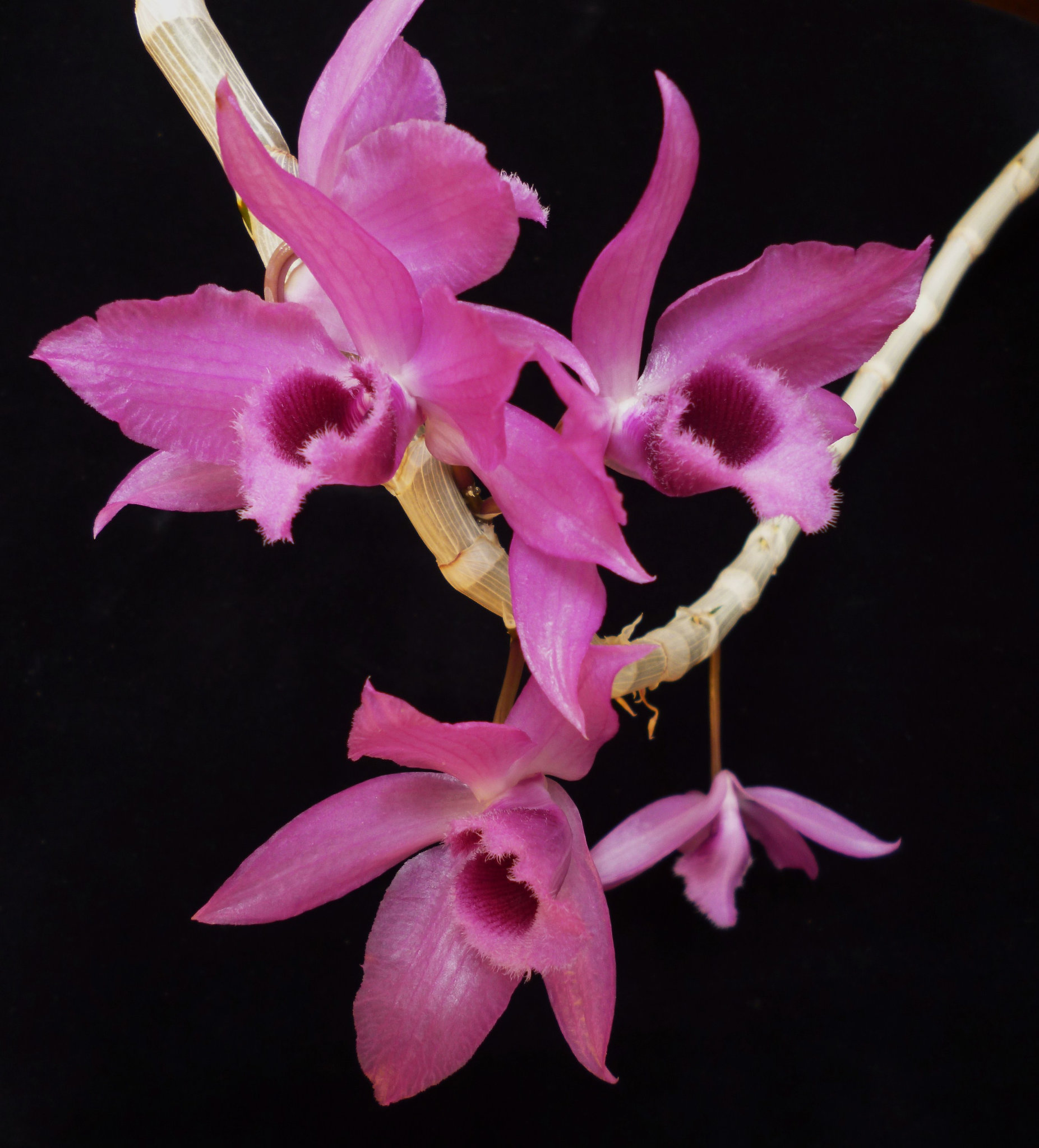 Dendrobium Linda Leong