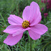 Cosmea / Schmuckkörbchen (Cosmos bipinnatus)