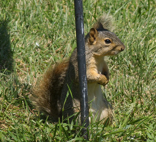 Squirrel