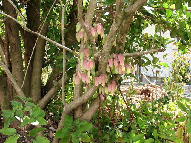 ID flower (thanks) - Kalanchoe pinnata