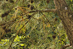 Formosa Pine #2 – National Arboretum, Washington D.C.