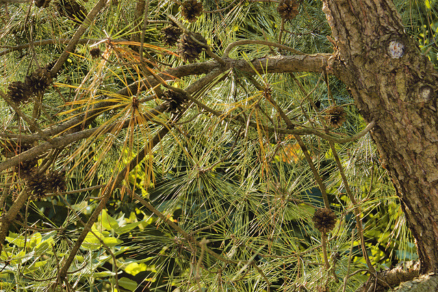 Formosa Pine #2 – National Arboretum, Washington D.C.