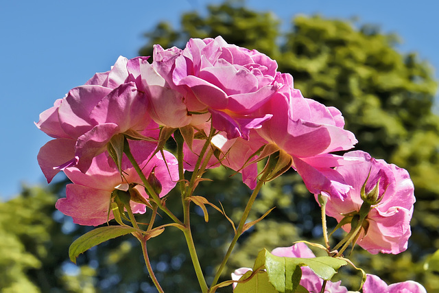 Pink Roses – Stanley Park, Vancouver, British Columbia