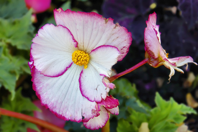 White and Pink Begonia – Stanley Park, Vancouver, British Columbia