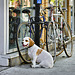 His Masters' Bikes – Saint-Laurent Boulevard near Villeneuve Street, Montréal, Québec