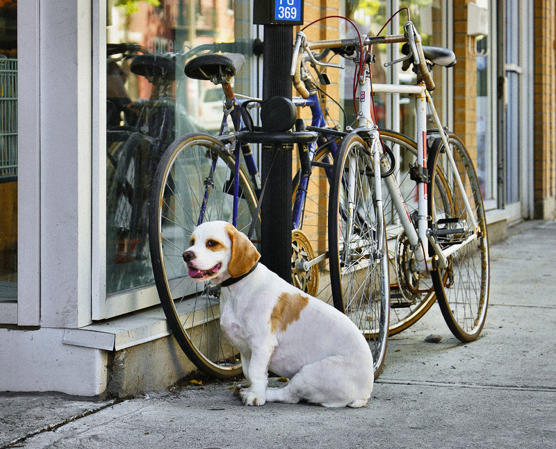 His Masters' Bikes – Saint-Laurent Boulevard near Villeneuve Street, Montréal, Québec