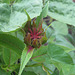 Knospe einer Goldmelisse (auch Indianernessel oder Scharlach-Monarde) [Monarda didyma]