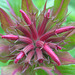 Knospe einer Goldmelisse (auch Indianernessel oder Scharlach-Monarde) [Monarda didyma]