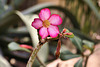Desert Rose – United States Botanic Garden, Washington, D.C.