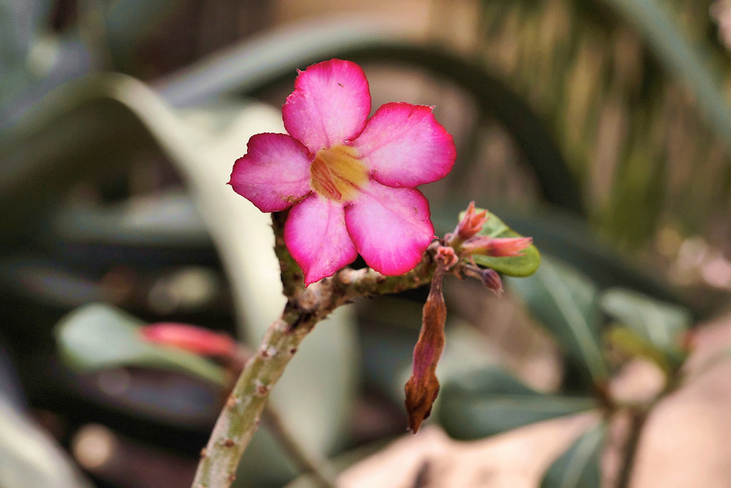 Desert Rose – United States Botanic Garden, Washington, D.C.