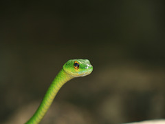 Snake, Posing