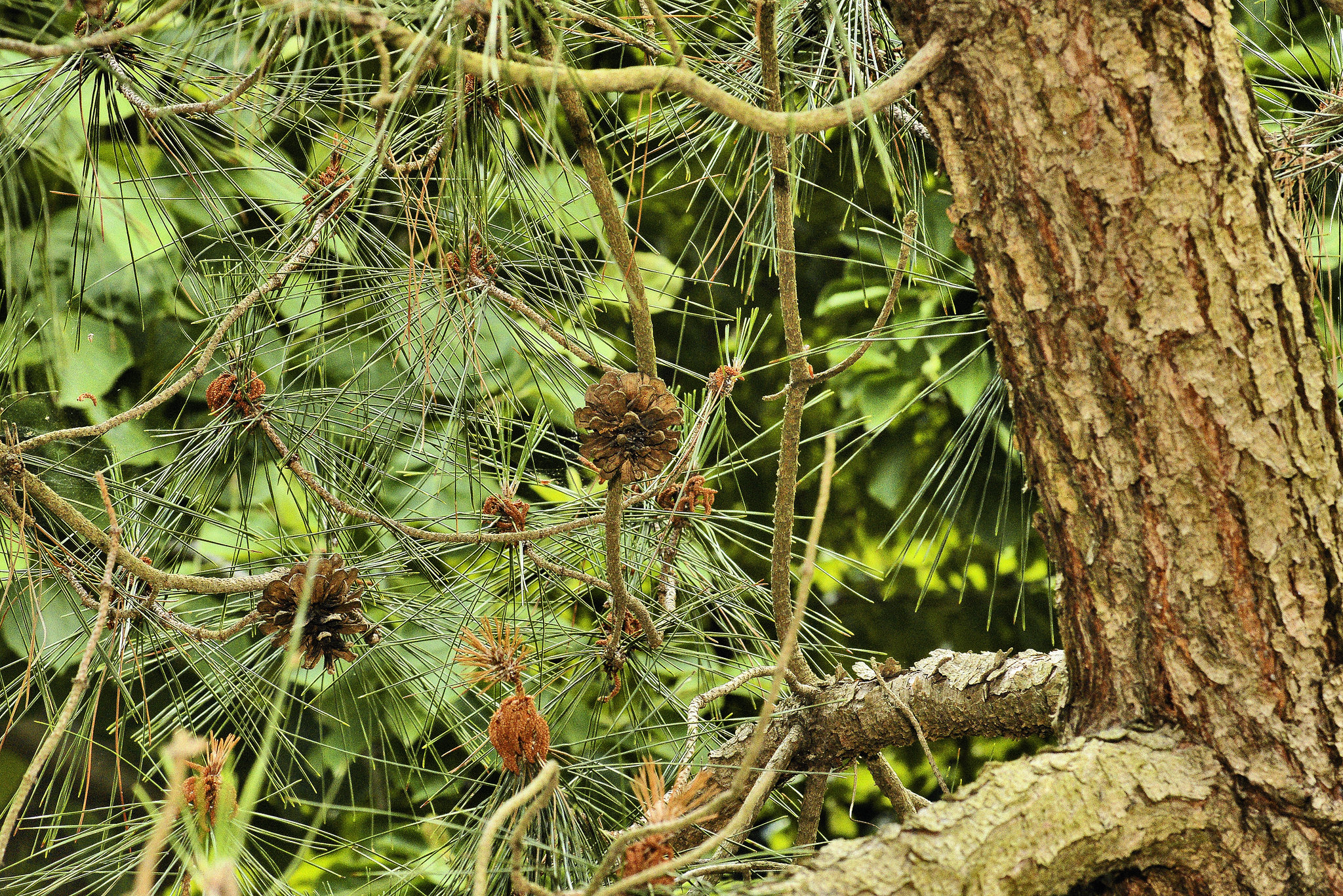 Taiwan Red Pine – National Arboretum, Washington DC