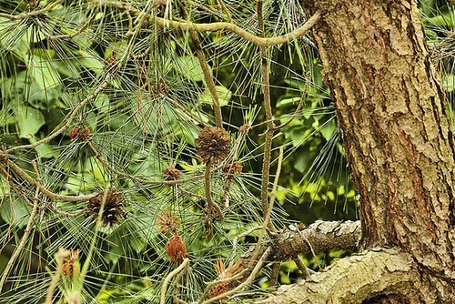 Taiwan Red Pine – National Arboretum, Washington DC