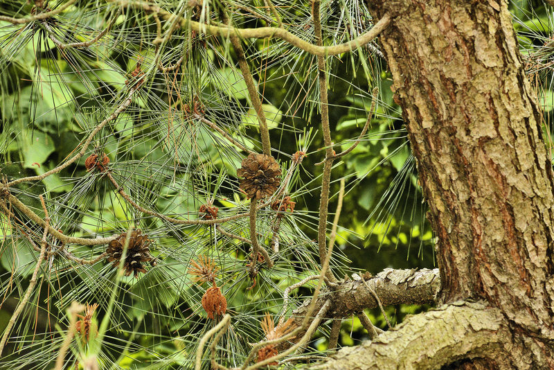 Taiwan Red Pine – National Arboretum, Washington DC